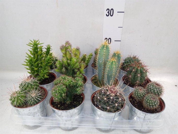 <h4>Cactus   ...mix</h4>