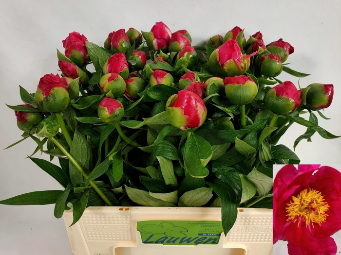 <h4>PAEO HH FLAME</h4>