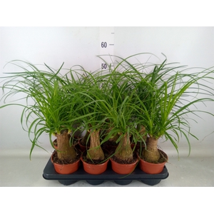 Beaucarnea recurvata