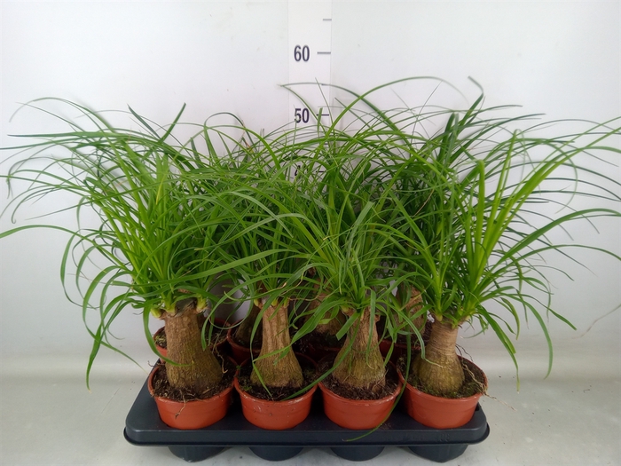 <h4>Beaucarnea recurvata</h4>