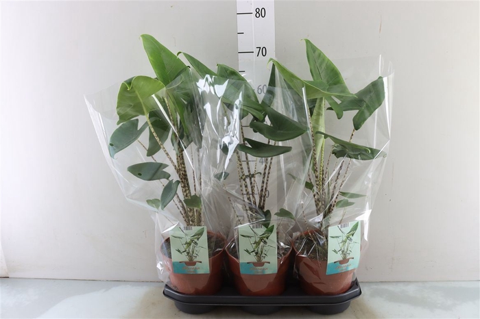 <h4>Alocasia Zebrina</h4>