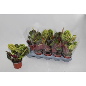 MARANTA FASCINATOR