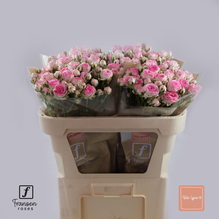 <h4>R TR Kate-Lynn 70cm</h4>