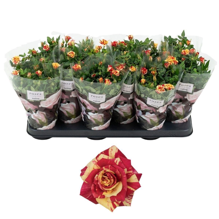 <h4>Nolina Roses Ø 10,5 cm. Liss</h4>