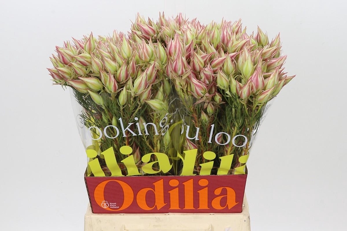 <h4>Blushing Bride Pink 2/5 Flowers</h4>
