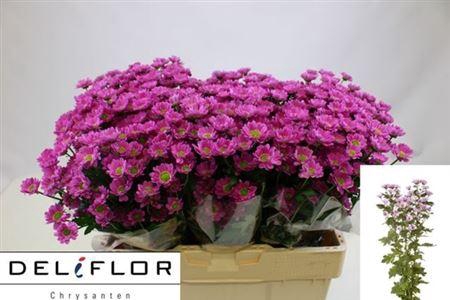 <h4>Chr San Aaa Kris Dar</h4>