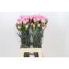 Dianthus St Dollar