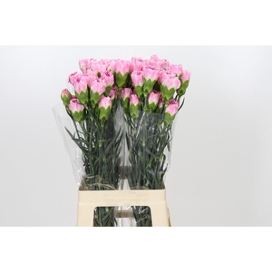 Dianthus St Dollar