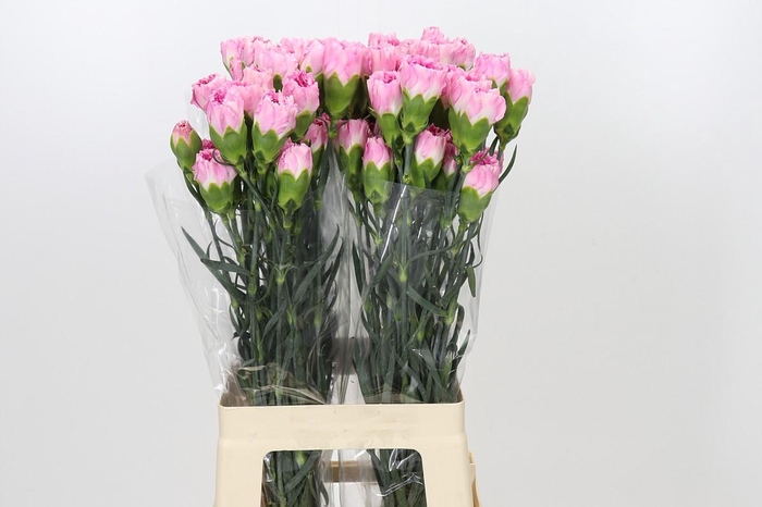 <h4>Dianthus St Dollar</h4>
