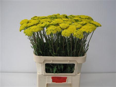 <h4>Achil F Park Variety</h4>