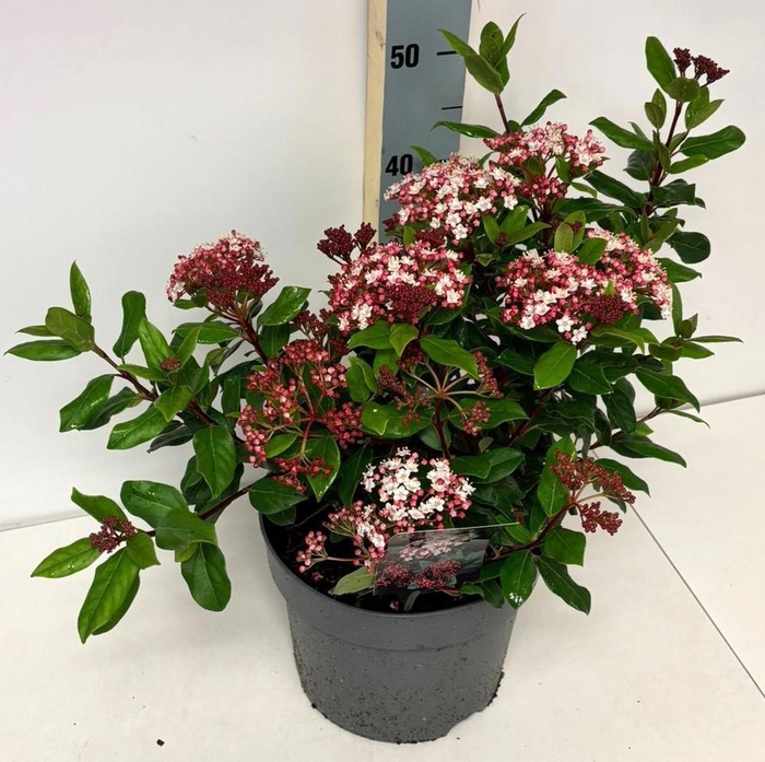 <h4>VIBU TINUS GWENLLIAN</h4>