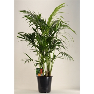 KENTIA - P27 H120 - 12PP (Howea forsteriana)