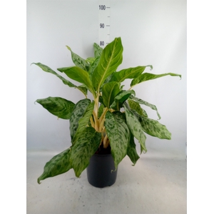 Aglaonema  'Peacock'