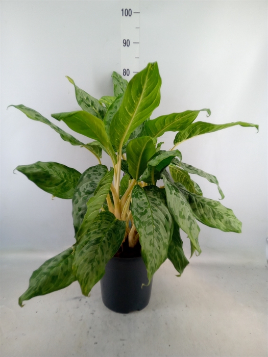 <h4>Aglaonema  'Peacock'</h4>