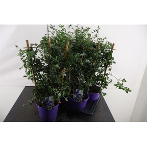 Ceanothus Repens 17 Cm. Pot