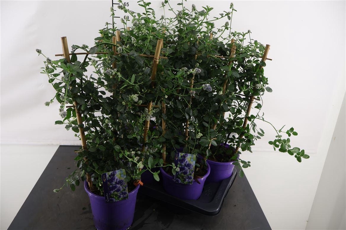 <h4>Ceanothus Repens 17 Cm. Pot</h4>