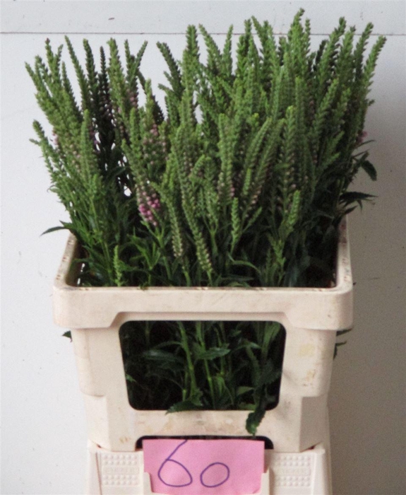 <h4>Physostegia Virginiana Roze</h4>