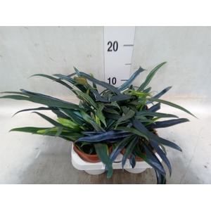 Microsorum diversifolium