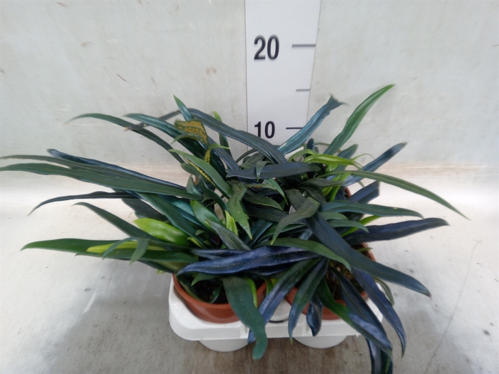 <h4>Microsorum diversifolium</h4>