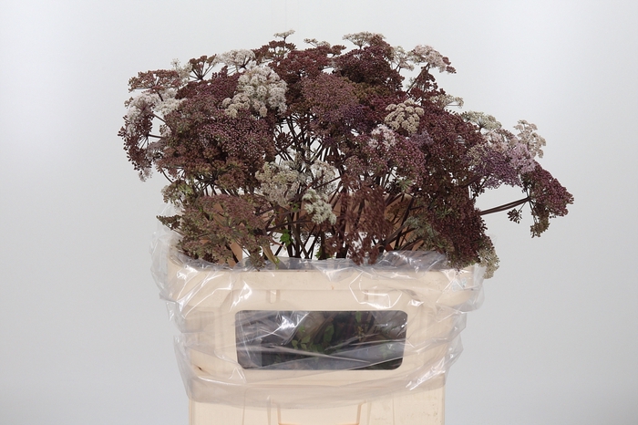 <h4>Angelica Gigas</h4>