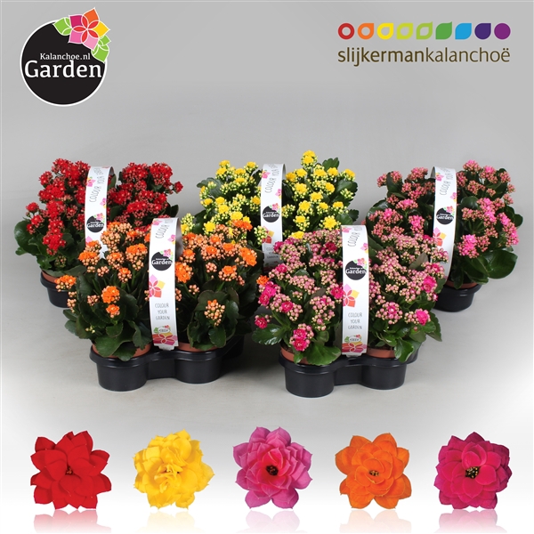 <h4>Garden Kalanchoe - Mix Op Laag 4-pack</h4>