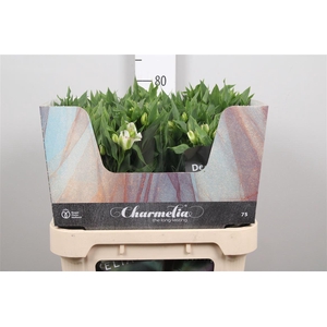 Alst Fl Charme White