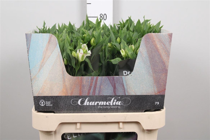 Alst Fl Charme White