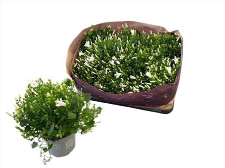 <h4>Campanula portenschlagiana 'Royal'</h4>