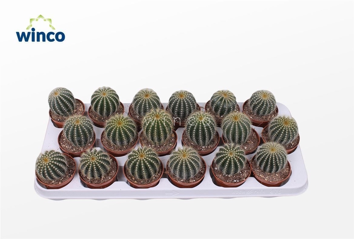 <h4>Notocactus Magnificus</h4>