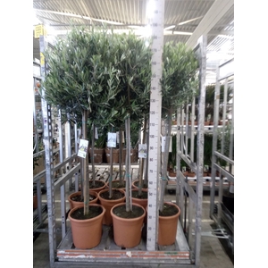 Olea europaea