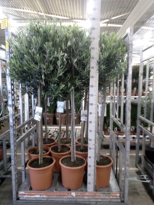 <h4>Olea europaea</h4>