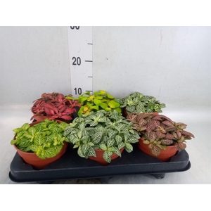 Fittonia   ...mix