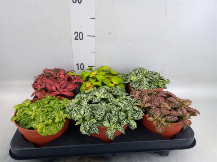 <h4>Fittonia   ...mix</h4>