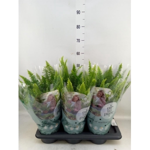 Nephrolepis exal. 'Green Lady'