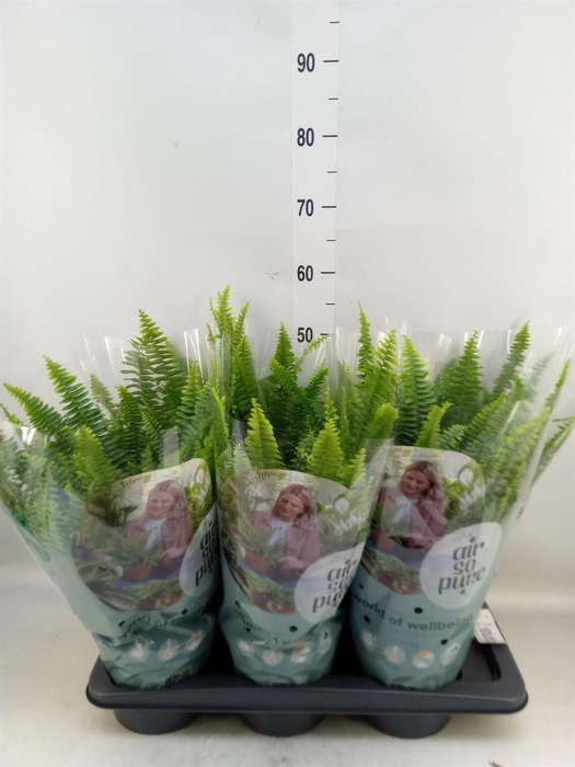 <h4>Nephrolepis exal. 'Green Lady'</h4>