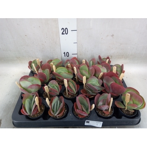Kalanchoe NF thyrsiflora