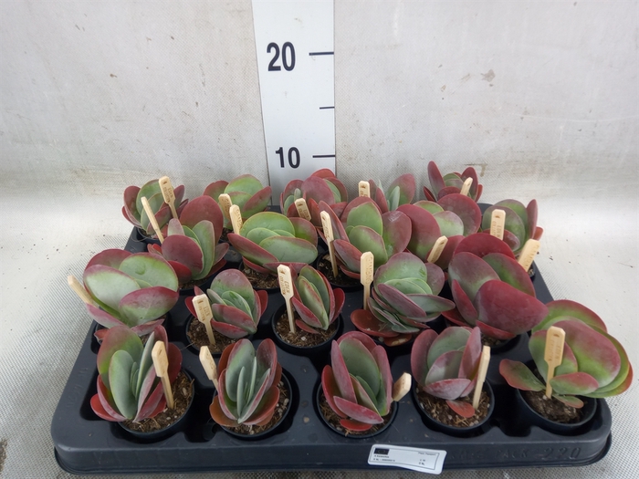 <h4>Kalanchoe NF thyrsiflora</h4>