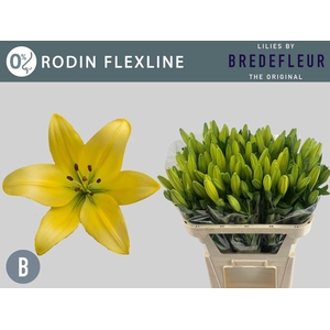 LI LA RODIN FLEXLINE
