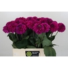 Dahlia Purple Fox