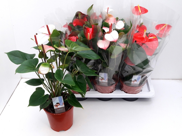 <h4>ANTHU AN GEM 3 KL</h4>