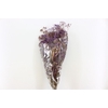 Pres Gypsophila Dusty Purple Bunch
