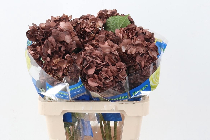 <h4>Hydr Chocolate</h4>