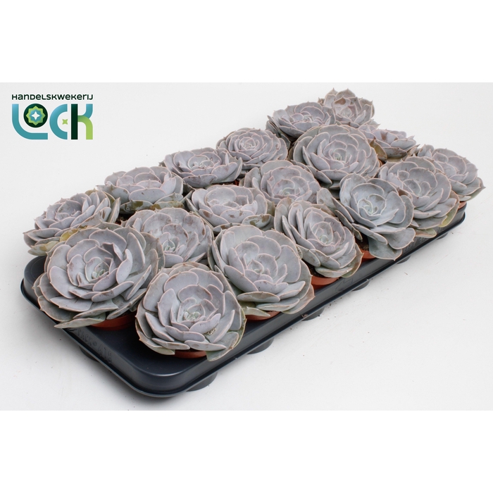 <h4>ECHEV RUNYONII</h4>