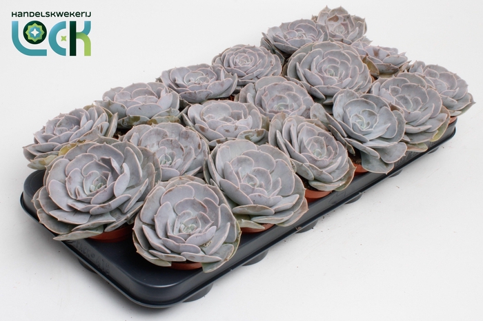 <h4>Echeveria Runyonii</h4>