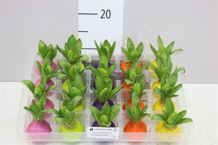 <h4>Hyacinthus Wax Gemengd</h4>