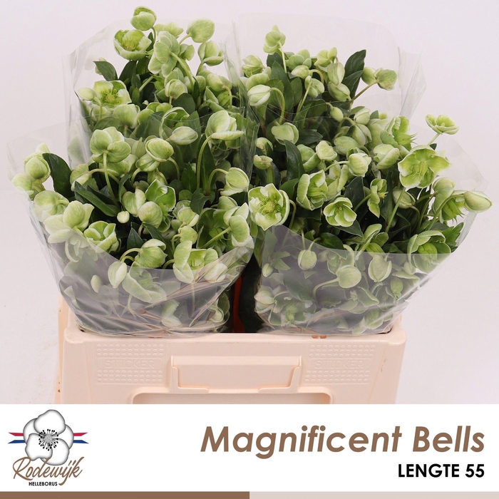 <h4>HELL  MAGNIFIC BELLS</h4>