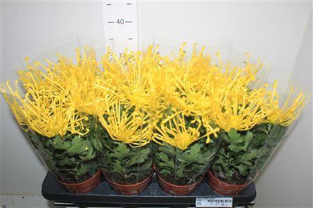 <h4>Chrys Firewo Yellow</h4>