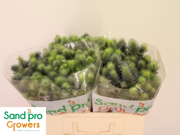 ERYN PACIFI BLUE SKY