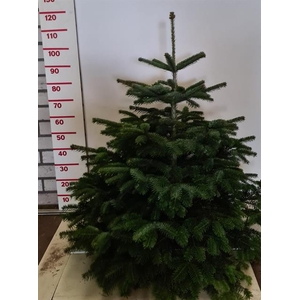 ABIES NORDMANNIANA