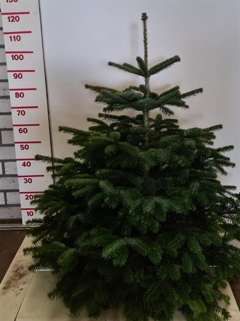 ABIES NORDMANNIANA